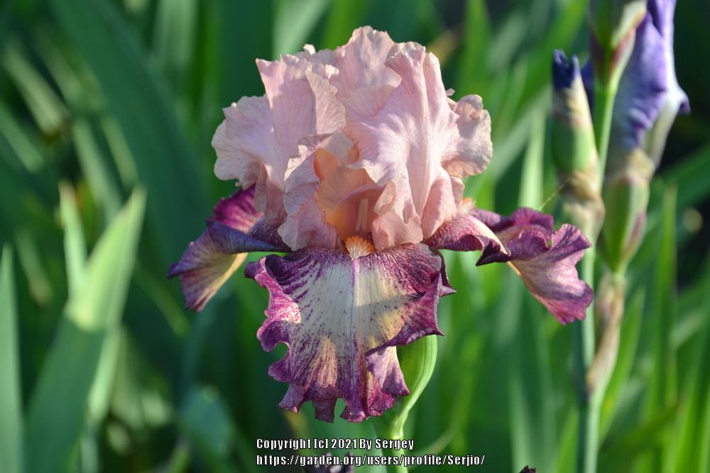 Photo of Tall Bearded Iris (Iris 'Musician') uploaded by Serjio
