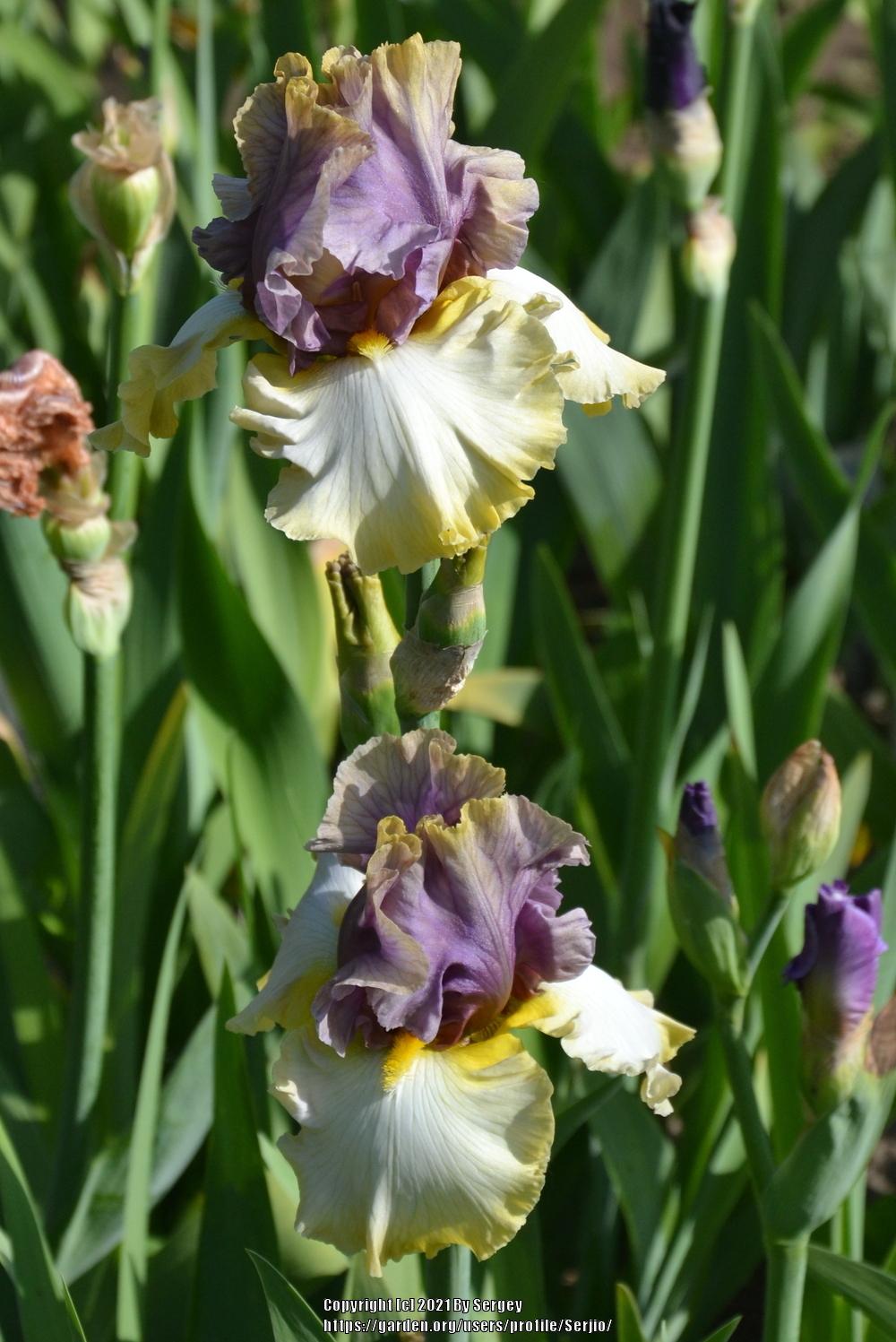 Photo of Tall Bearded Iris (Iris 'Mysterious Ways') uploaded by Serjio