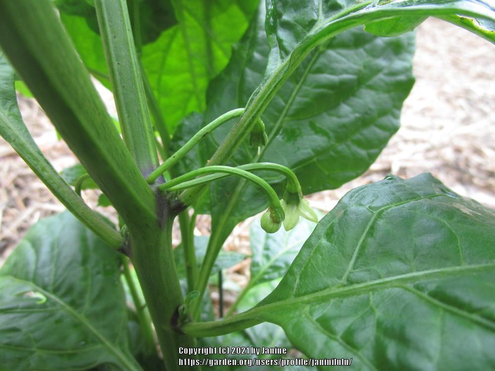 Photo of Hot Pepper (Capsicum sinense 'Fatalii') uploaded by janinilulu