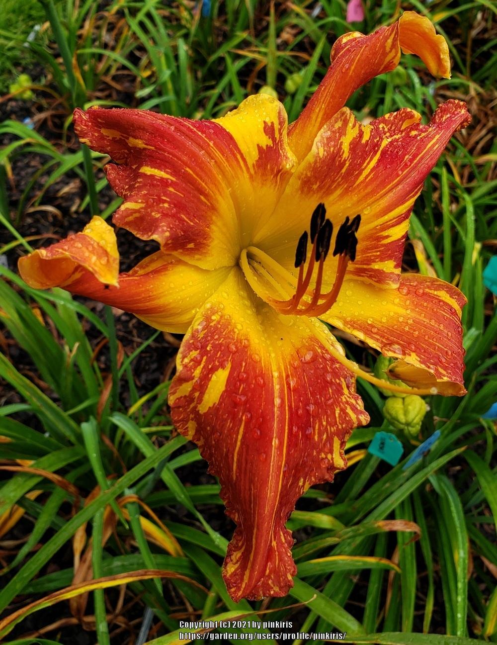 Photo of Daylily (Hemerocallis 'Explosion in the Paint Factory') uploaded by pinkiris