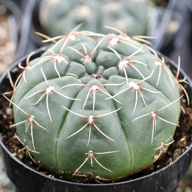 Photo of Dwarf Chin Cactus (Gymnocalycium baldianum) uploaded by Joy