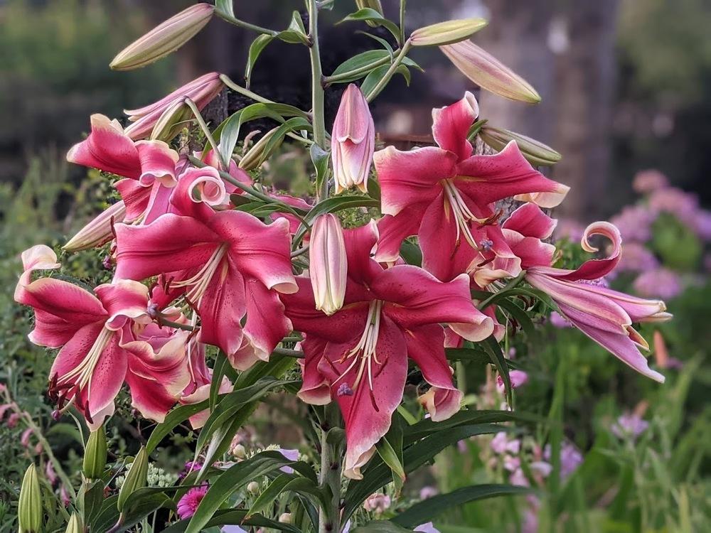 Photo of Lily (Lilium African Lady) uploaded by Joy