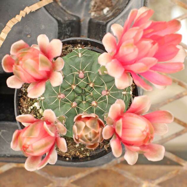 Photo of Dwarf Chin Cactus (Gymnocalycium baldianum) uploaded by Joy