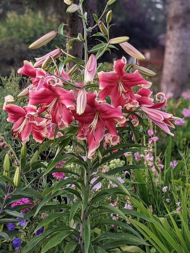 Photo of Lily (Lilium African Lady) uploaded by Joy