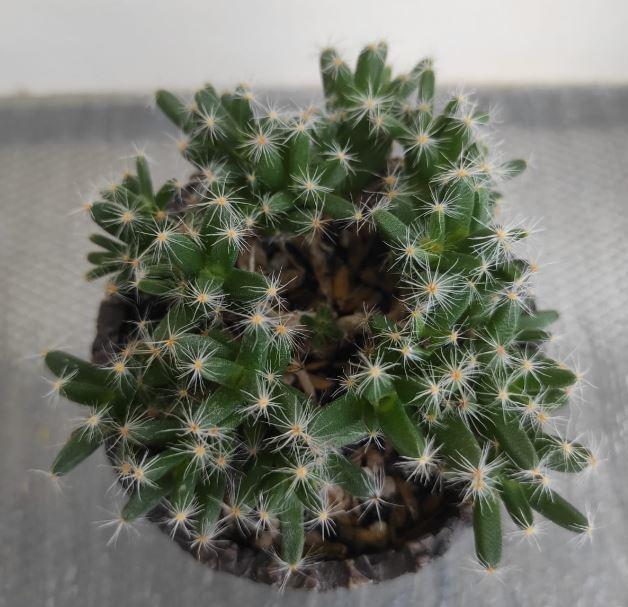 Photo of Miniature Desert Rose (Trichodiadema densum) uploaded by Kaktus