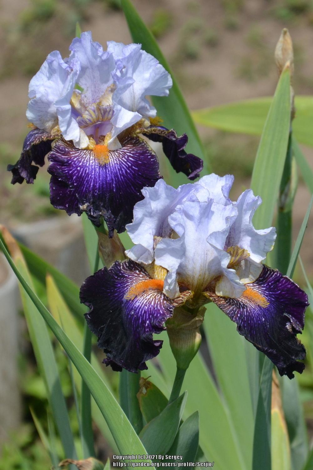 Photo of Tall Bearded Iris (Iris 'Opening Number') uploaded by Serjio