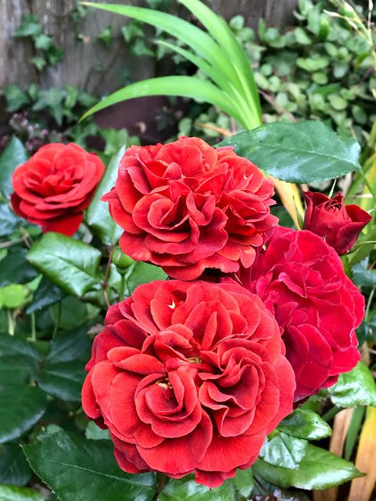Photo of Rose (Rosa 'Brown Velvet') uploaded by pmpauley