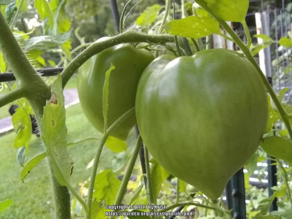 Photo of Tomato (Solanum lycopersicum 'Mama Leone') uploaded by pod
