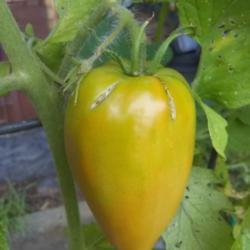 Location: raised bed
Date: 2021-07-11
Beginning to ripen.