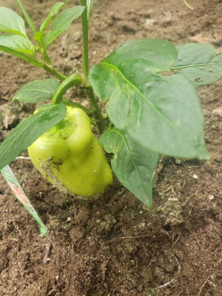 Photo of Sweet Pepper (Capsicum annuum 'Gypsy') uploaded by Jay5613