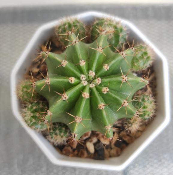 Photo of Sea-Urchin Cactus (Echinopsis oxygona) uploaded by Kaktus
