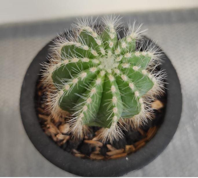 Photo of Ball Cactus (Parodia magnifica) uploaded by Kaktus
