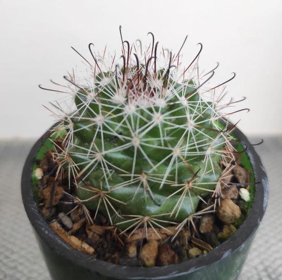 Photo of Mammillaria (Mammillaria beneckei) uploaded by Kaktus