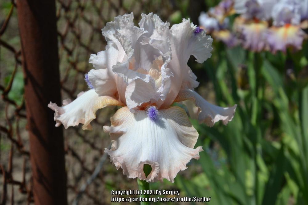 Photo of Tall Bearded Iris (Iris 'Power Point') uploaded by Serjio