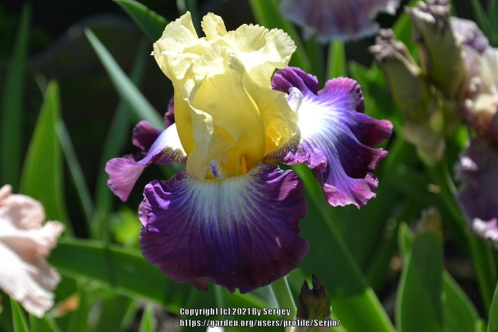Photo of Tall Bearded Iris (Iris 'Point of No Return') uploaded by Serjio