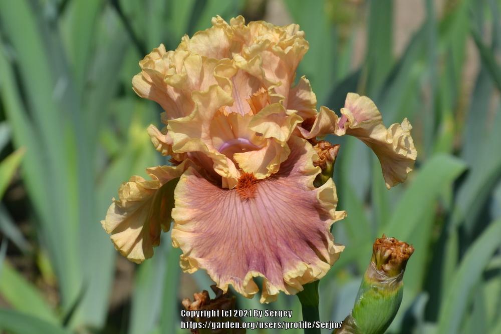 Photo of Tall Bearded Iris (Iris 'Painted Words') uploaded by Serjio