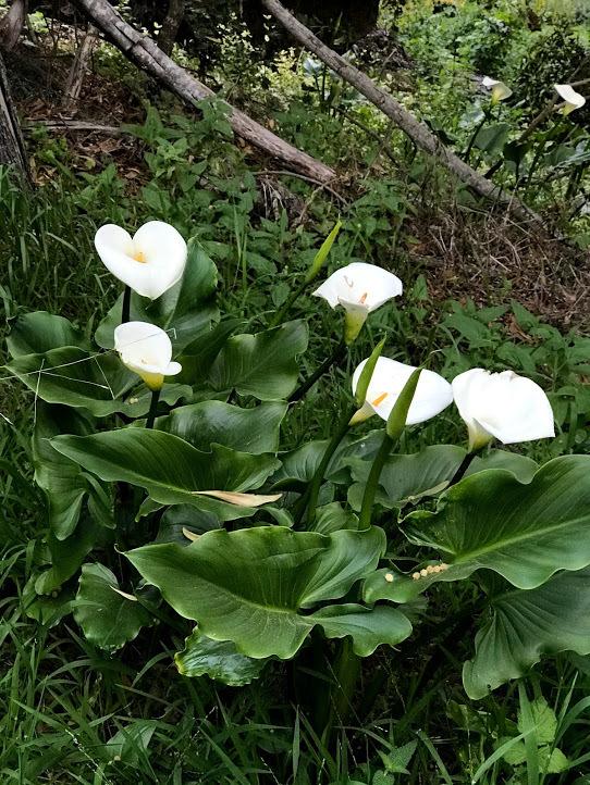 Photo of Calla Lily (Zantedeschia aethiopica) uploaded by pmpauley