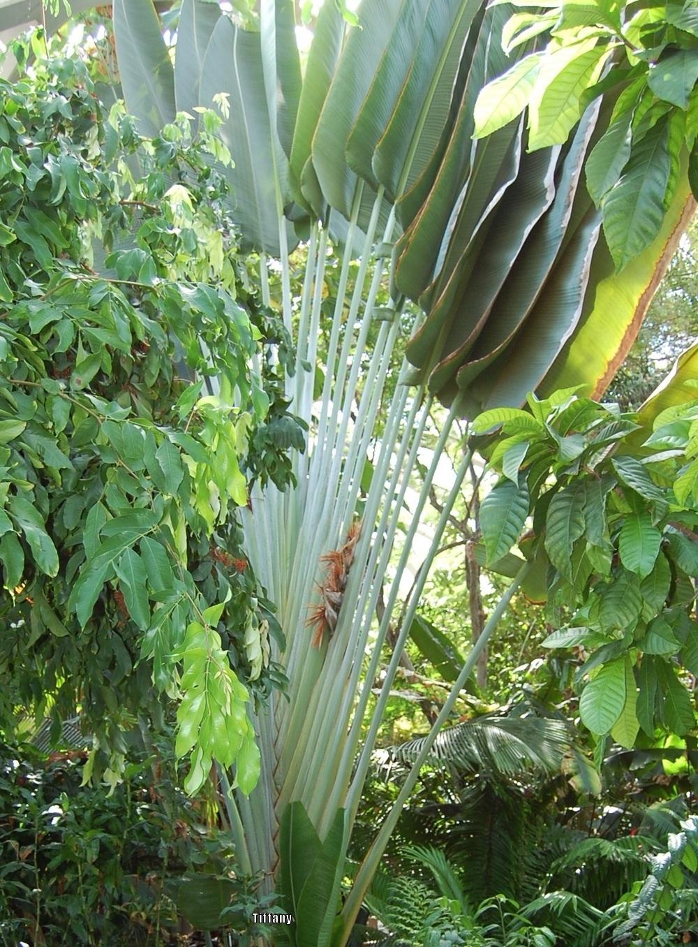 Photo of Travelers Palm (Ravenala madagascariensis) uploaded by purpleinopp