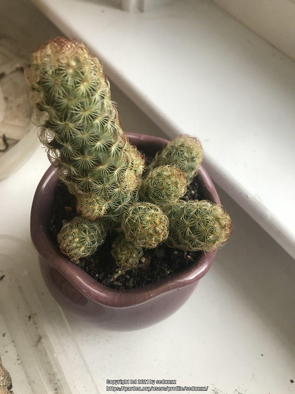 Photo of Ladyfinger Cactus (Mammillaria elongata) uploaded by sedumzz