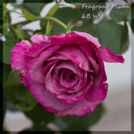 Photo of Rose (Rosa 'Fragrant Plum') uploaded by MichelleB675