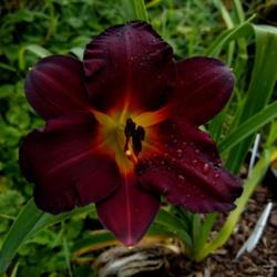 Location: Winston-Salem, NC
Date: 2021-07-14
Such a beautiful flower!