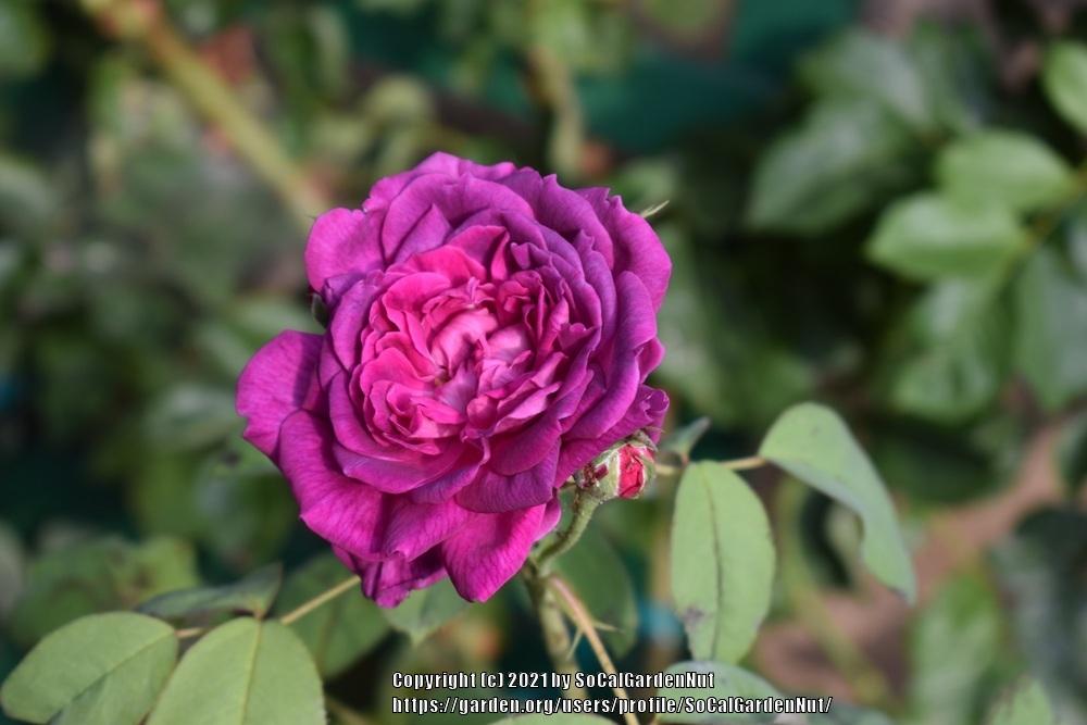 Photo of Rose (Rosa 'Reine des Violettes') uploaded by SoCalGardenNut