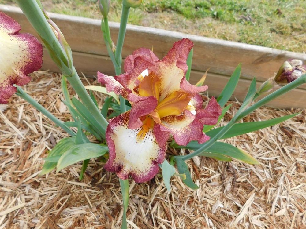 Photo of Tall Bearded Iris (Iris 'Cinnamon Girl') uploaded by gardenglassgems