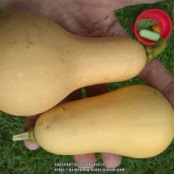 Location: raised bed
Date: 2021-07-14
Holding two Butterbush squash in my hand.