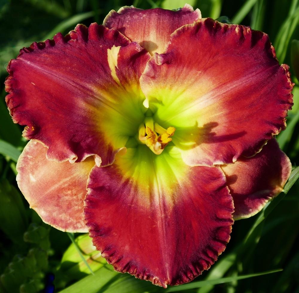 Photo of Daylily (Hemerocallis 'Fear Not') uploaded by Charlemagne