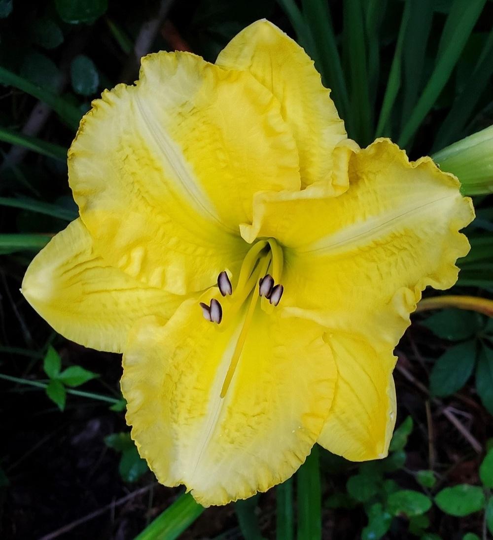 Photo of Daylily (Hemerocallis 'Yellow Explosion') uploaded by Clint59