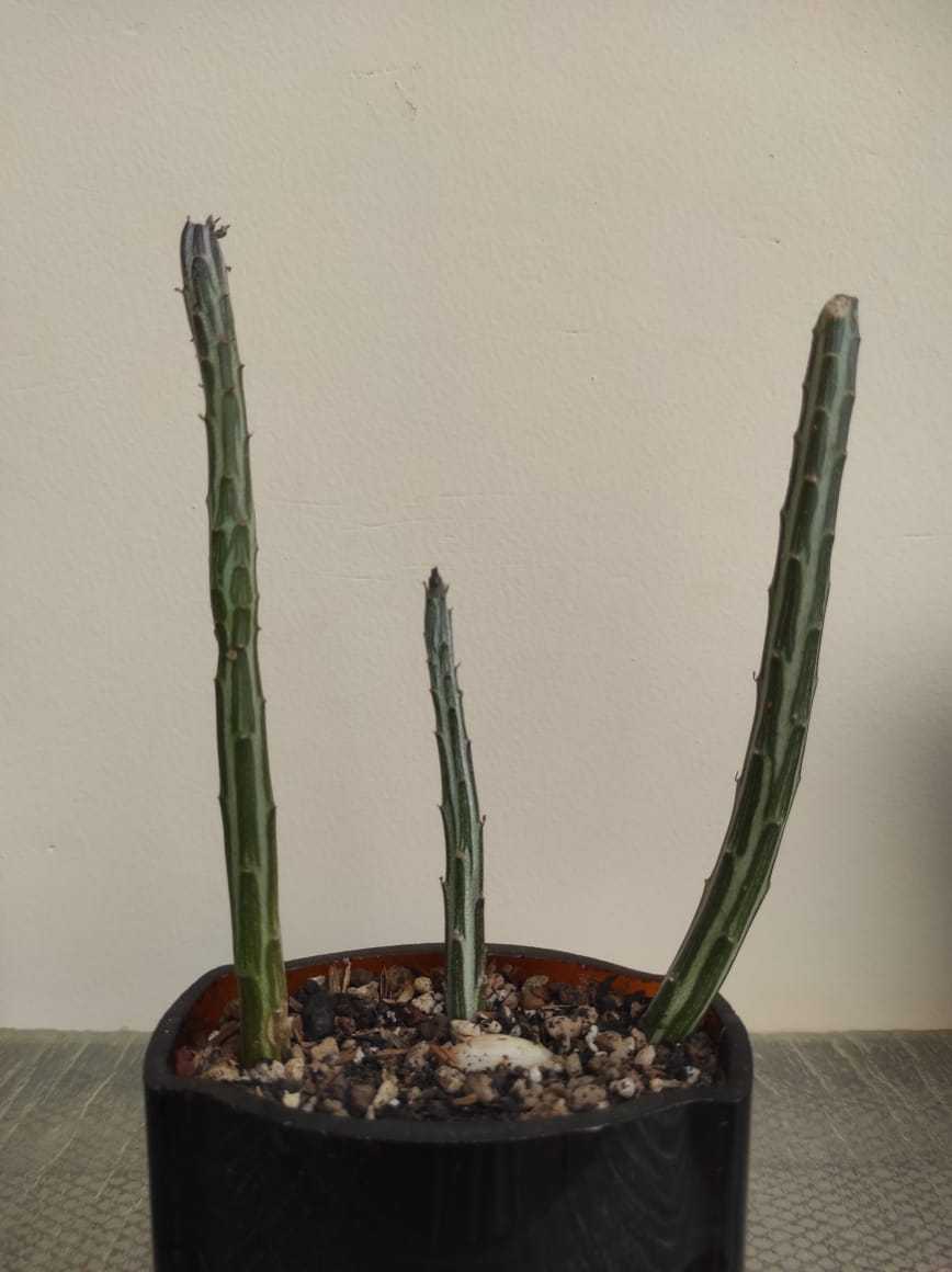 Photo of Pickle Plant (Kleinia stapeliiformis) uploaded by Kaktus