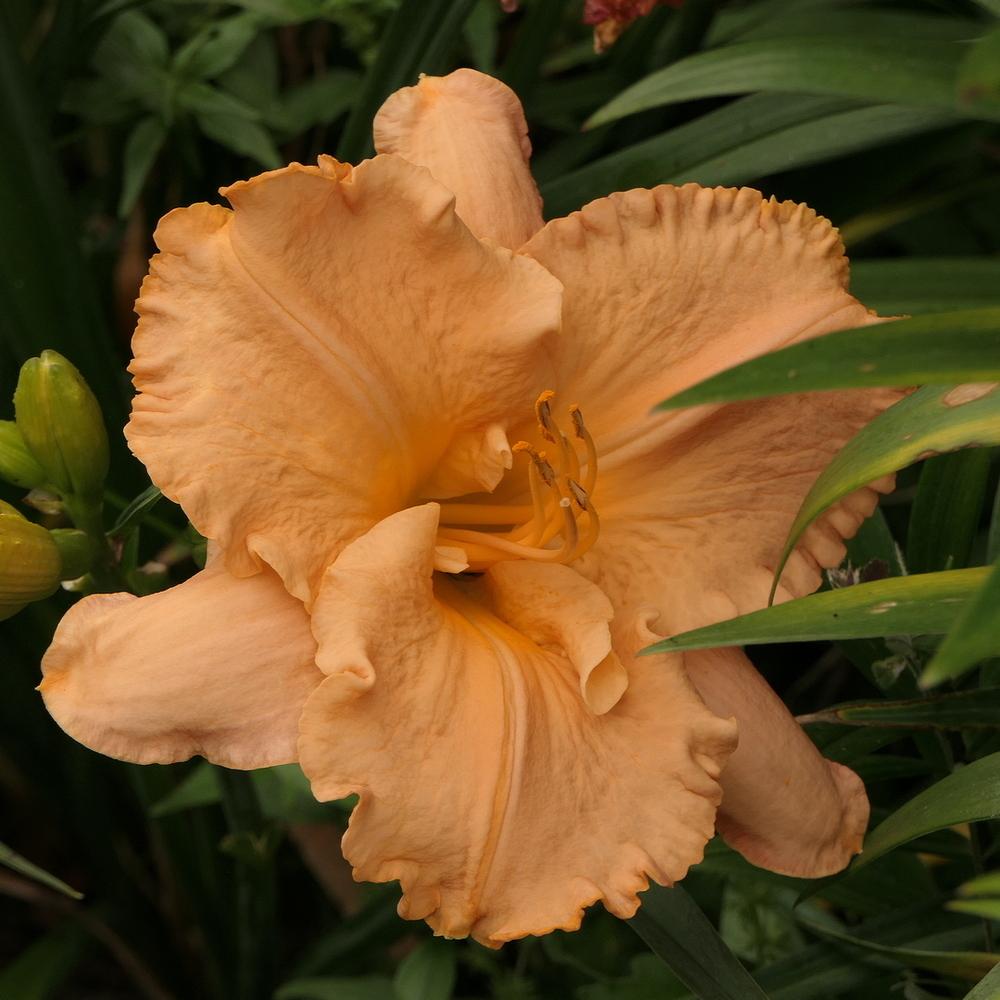 Photo of Daylily (Hemerocallis 'Pure and Simple') uploaded by MarksPark