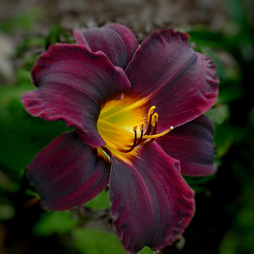 Photo of Daylily (Hemerocallis 'Jungle Beauty') uploaded by MarksPark