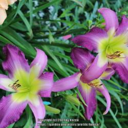Location: My Garden in PA
Date: 2021-07-16
One of my favorite daylily!