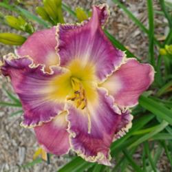 Location: Perennial Plant Peddler, Findlay OH (Flag City Daylily Tour)
Date: 2021-07-09