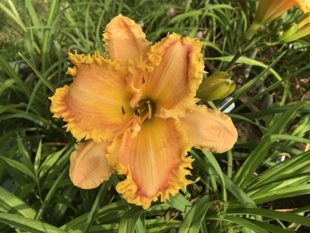 Photo of Daylily (Hemerocallis 'Saber Tooth') uploaded by Bedmaker