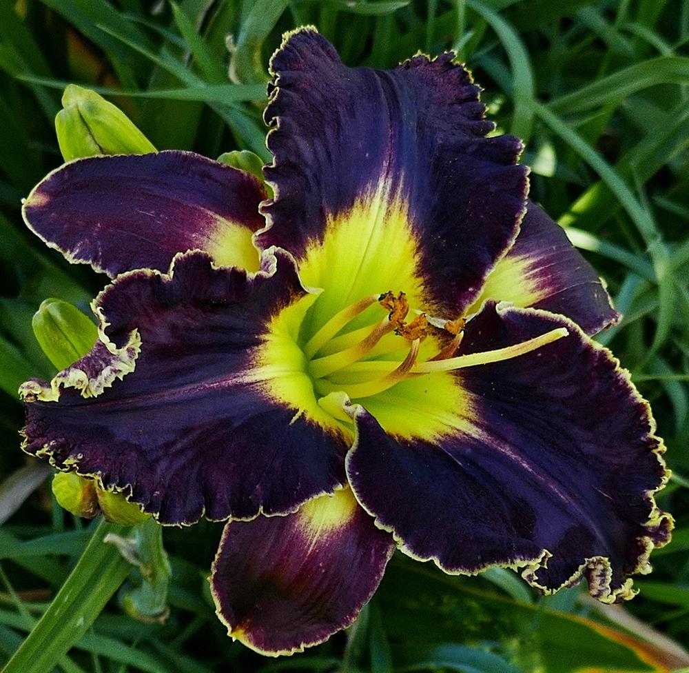 Photo of Daylily (Hemerocallis 'Victorian Garden Star Bright') uploaded by Charlemagne