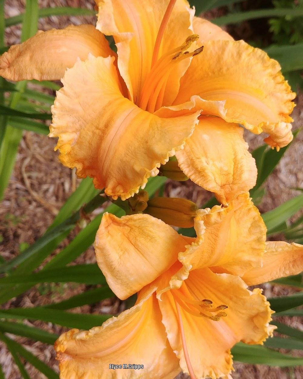Photo of Daylily (Hemerocallis 'Crown of Creation') uploaded by ElyceC