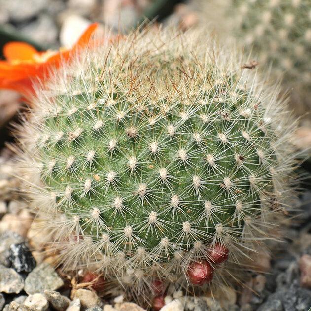 Photo of Flame Crown Cactus (Aylostera deminuta) uploaded by Joy