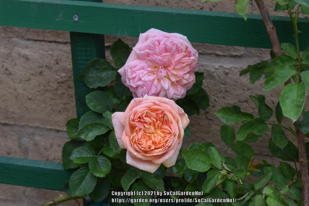 Photo of Rose (Rosa 'Alchymist') uploaded by SoCalGardenNut