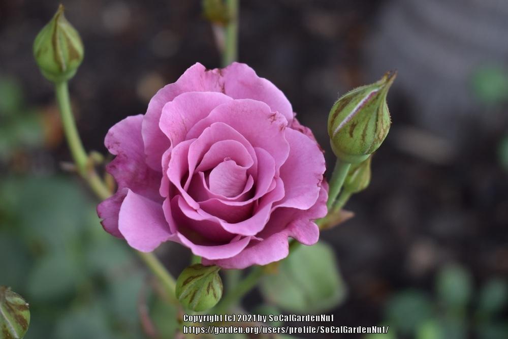 Photo of Rose (Rosa 'Angel Face') uploaded by SoCalGardenNut