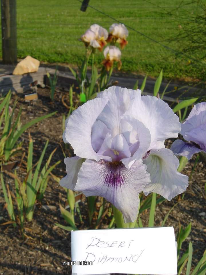 Photo of Arilbred Iris (Iris 'Desert Diamond') uploaded by arilbred