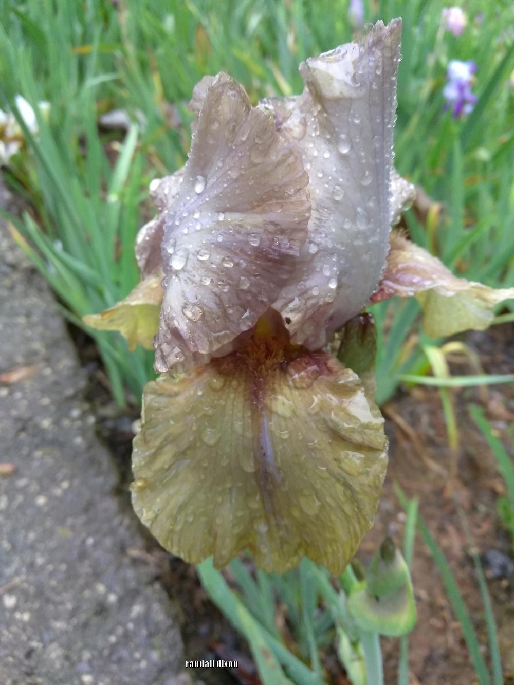 Photo of Arilbred Iris (Iris 'Desert Spirit') uploaded by arilbred