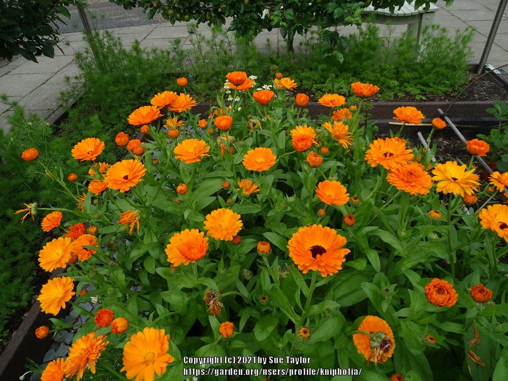 Photo of Pot Marigold (Calendula officinalis 'Candyman Orange') uploaded by kniphofia