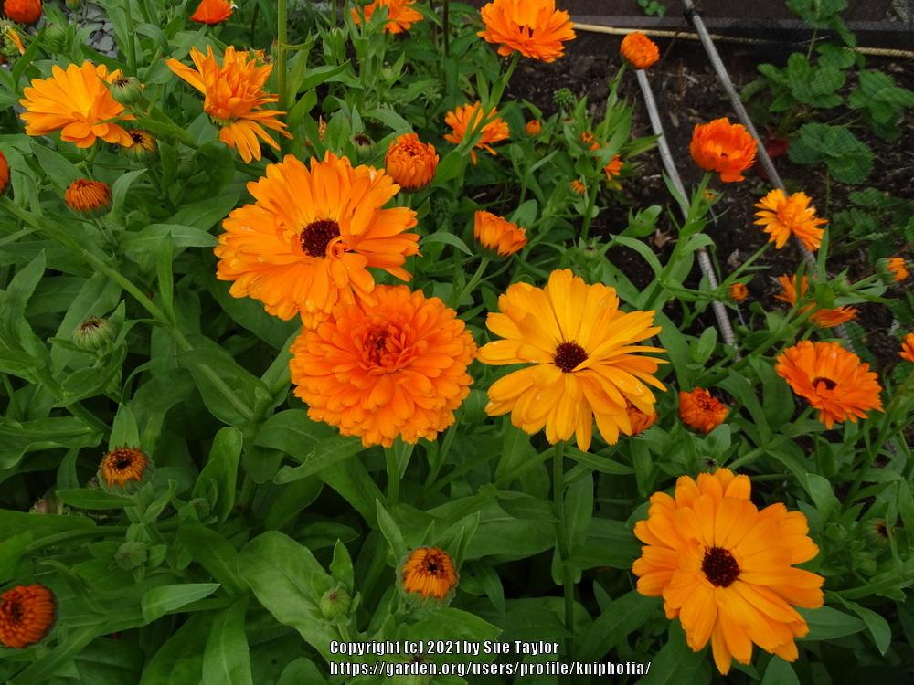 Photo of Pot Marigold (Calendula officinalis 'Candyman Orange') uploaded by kniphofia