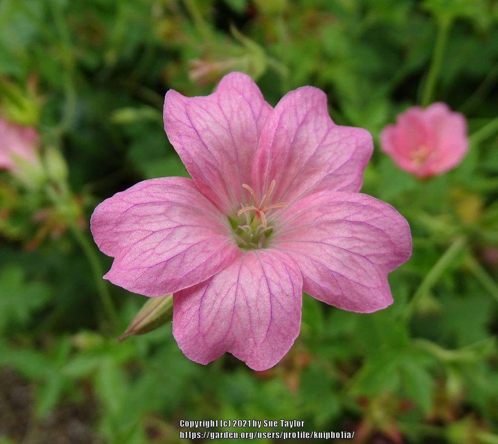 Photo of French Crane's-bill (Geranium 'Wargrave Pink') uploaded by kniphofia