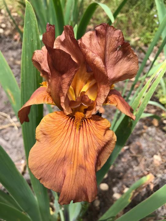 Photo of Tall Bearded Iris (Iris 'Gingersnap') uploaded by pmpauley