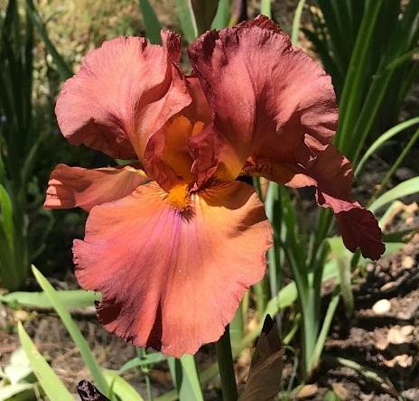 Photo of Tall Bearded Iris (Iris 'Gracie Pfost') uploaded by pmpauley