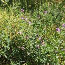 Location: Growing wild near CO/NM border
Date: 2021-07-04