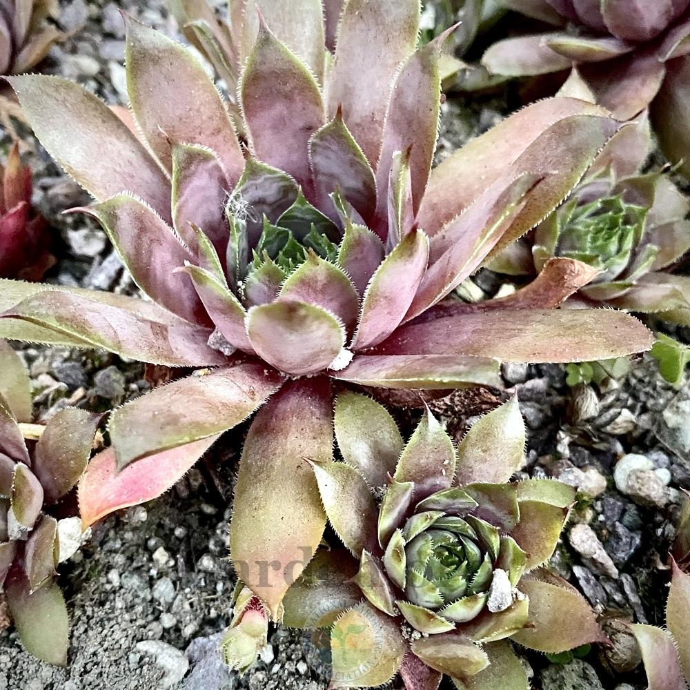 Photo of Hen and Chicks (Sempervivum 'Twilight Blues') uploaded by springcolor